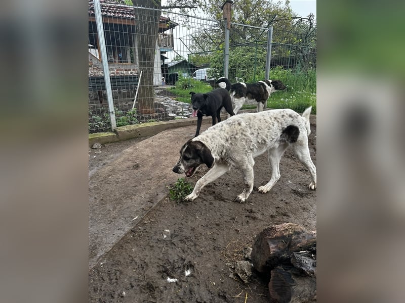 Lucky - ein sehr angenehmer Charakter