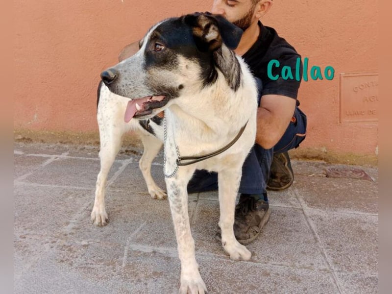 Callao 01/2022 (ESP) - super sympathischer, geselliger, verträglicher und verspielter junger Rüde!