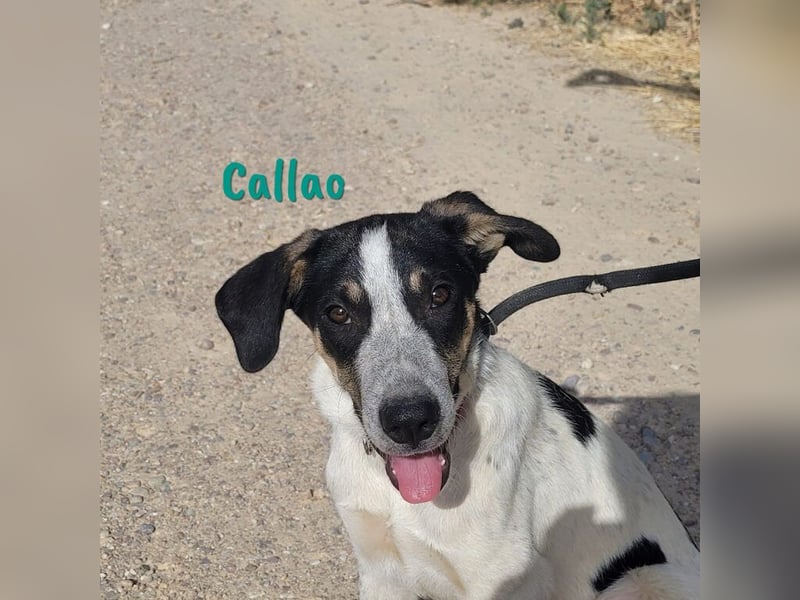 Callao 01/2022 (ESP) - super sympathischer, geselliger, verträglicher und verspielter junger Rüde!