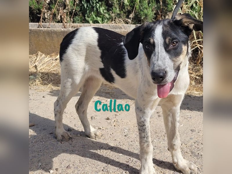 Callao 01/2022 (ESP) - super sympathischer, geselliger, verträglicher und verspielter junger Rüde!