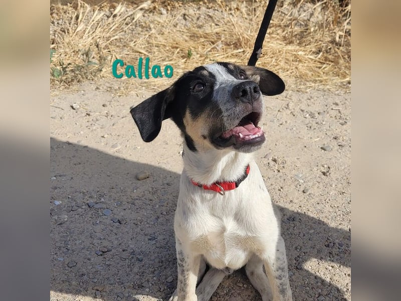 Callao 01/2022 (ESP) - super sympathischer, geselliger, verträglicher und verspielter junger Rüde!