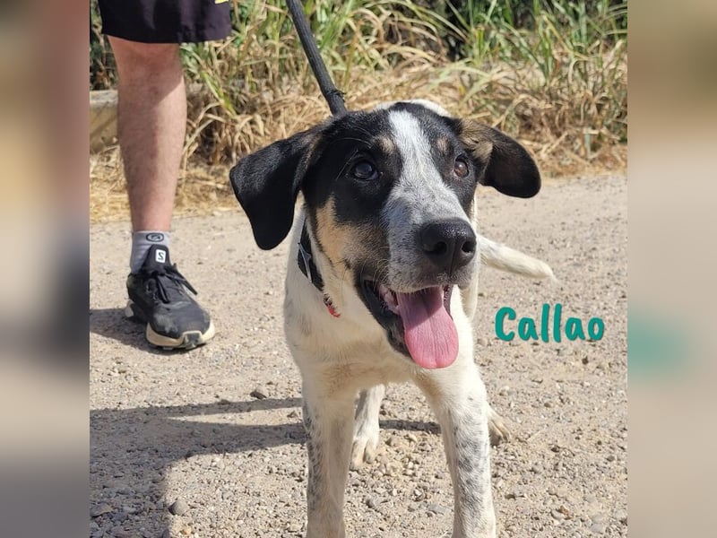 Callao 01/2022 (ESP) - super sympathischer, geselliger, verträglicher und verspielter junger Rüde!
