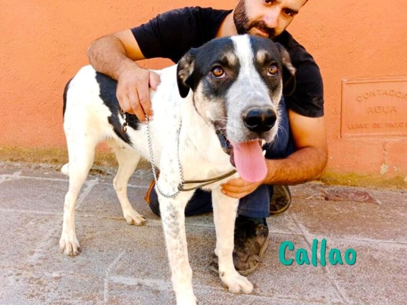 Callao 01/2022 (ESP) - super sympathischer, geselliger, verträglicher und verspielter junger Rüde!