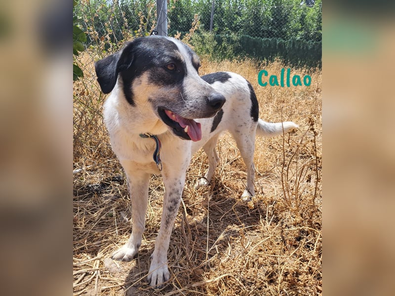 Callao 01/2022 (ESP) - super sympathischer, geselliger, verträglicher und verspielter junger Rüde!