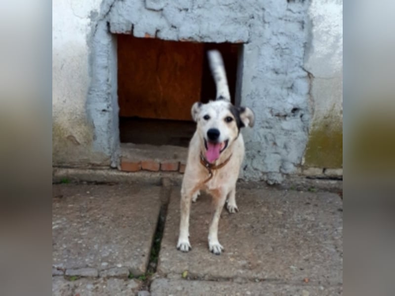 Pixel sucht ein neues Zuhause 