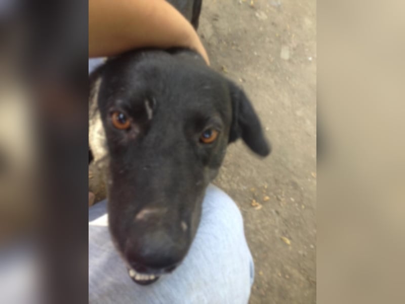 Toto sucht ein neues Zuhause 