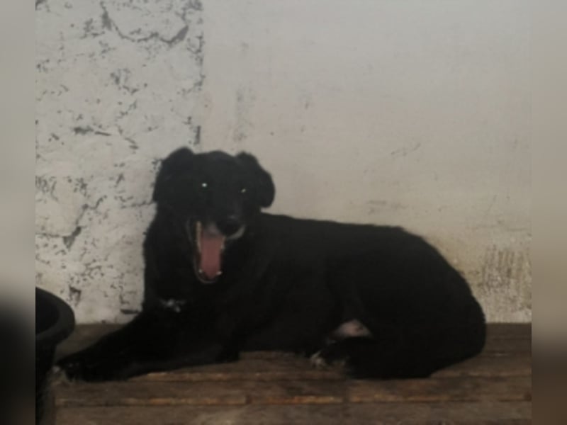 Simba sucht ein neues Zuhause