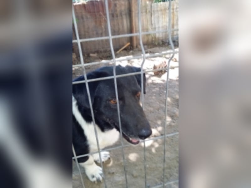 Toto sucht ein neues Zuhause 