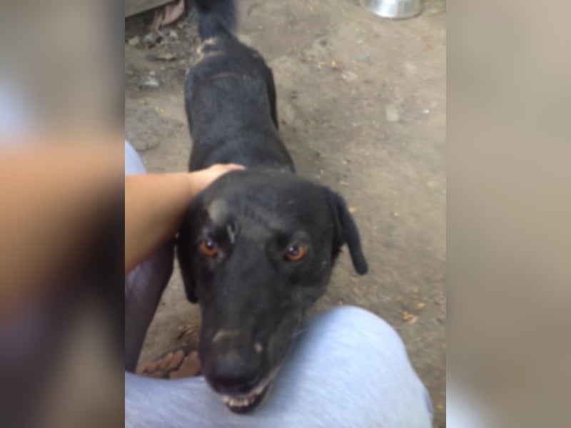 Toto sucht ein neues Zuhause 