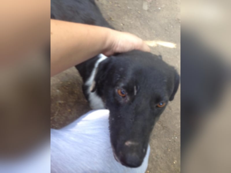 Toto sucht ein neues Zuhause 