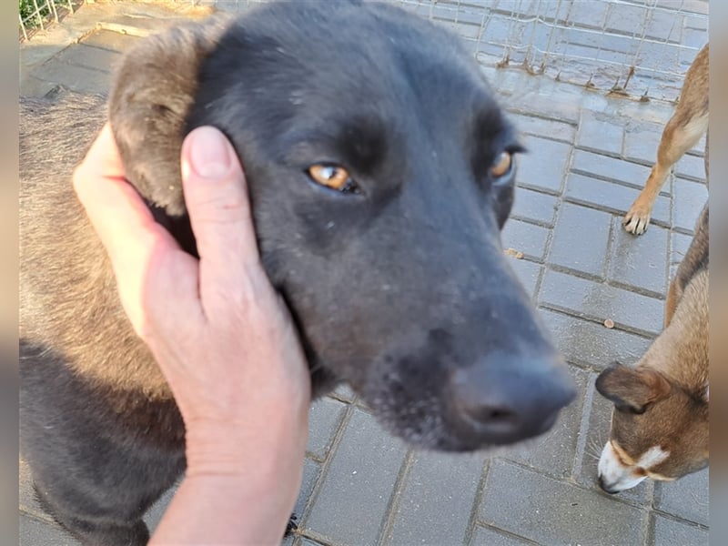 Roby: aus Mobbingopfer wird Handicaphund