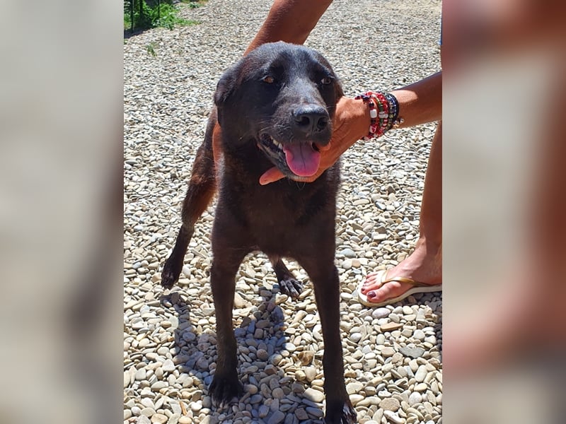 Roby: aus Mobbingopfer wird Handicaphund