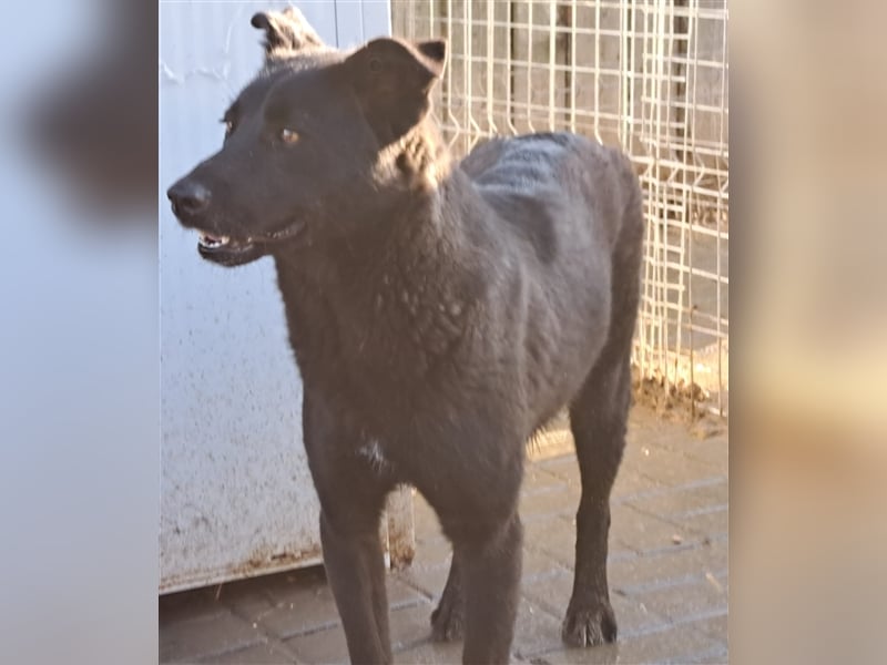 Roby: aus Mobbingopfer wird Handicaphund