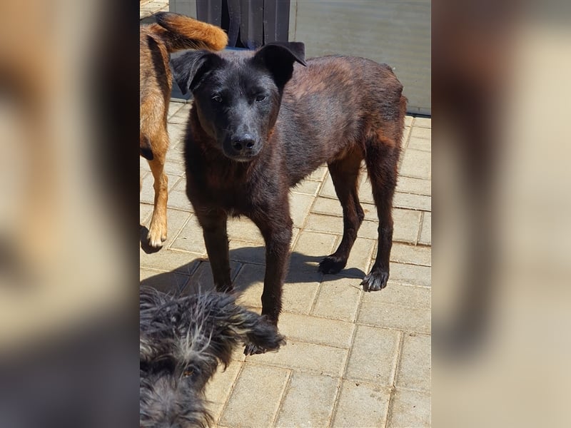 Roby: aus Mobbingopfer wird Handicaphund