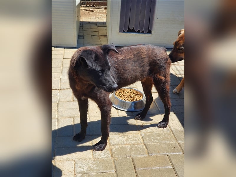 Roby: aus Mobbingopfer wird Handicaphund