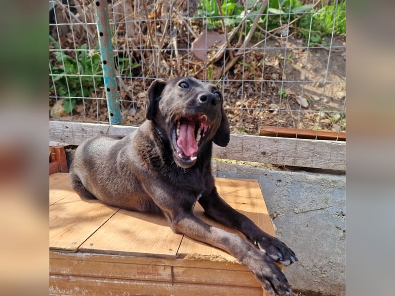 FIGARO ❤ sucht Zuhause oder Pflegestelle