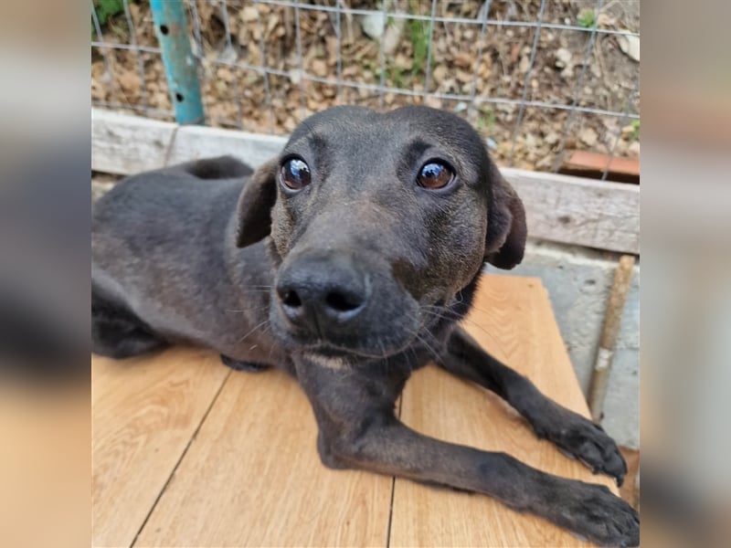 FIGARO ❤ sucht Zuhause oder Pflegestelle