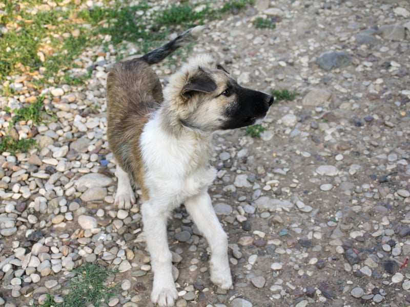 Gut gelaunter FRITZI ist ein charmanter und lustiger Hundebub