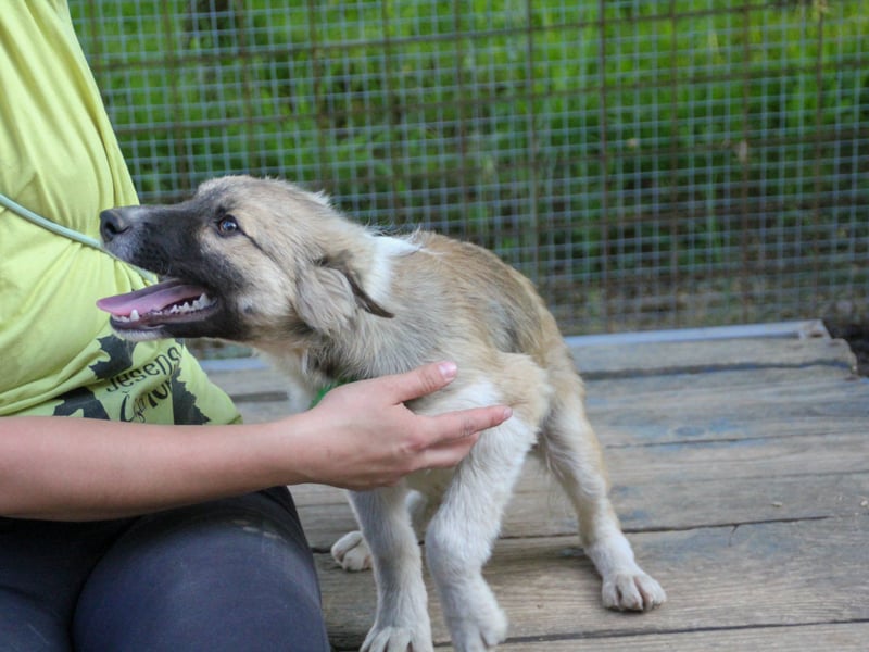 Gut gelaunter FRITZI ist ein charmanter und lustiger Hundebub