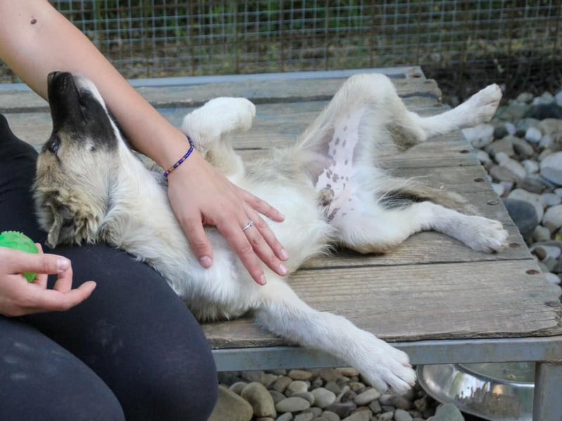 Gut gelaunter FRITZI ist ein charmanter und lustiger Hundebub