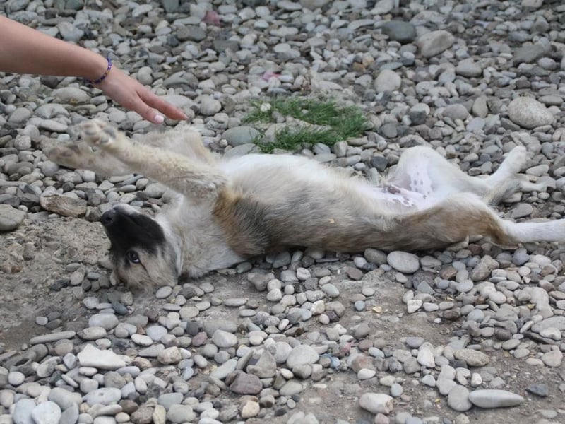 Gut gelaunter FRITZI ist ein charmanter und lustiger Hundebub