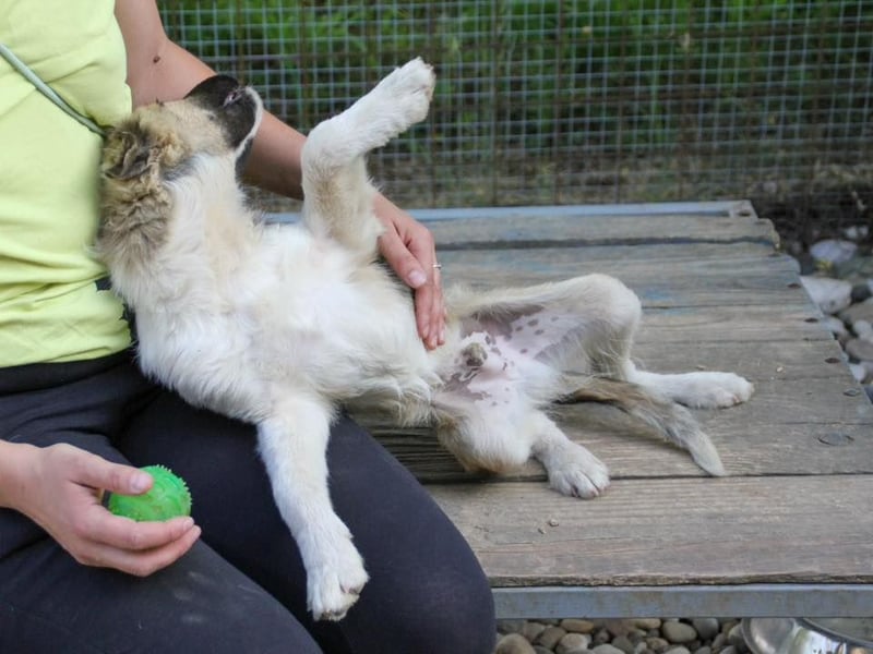 Gut gelaunter FRITZI ist ein charmanter und lustiger Hundebub