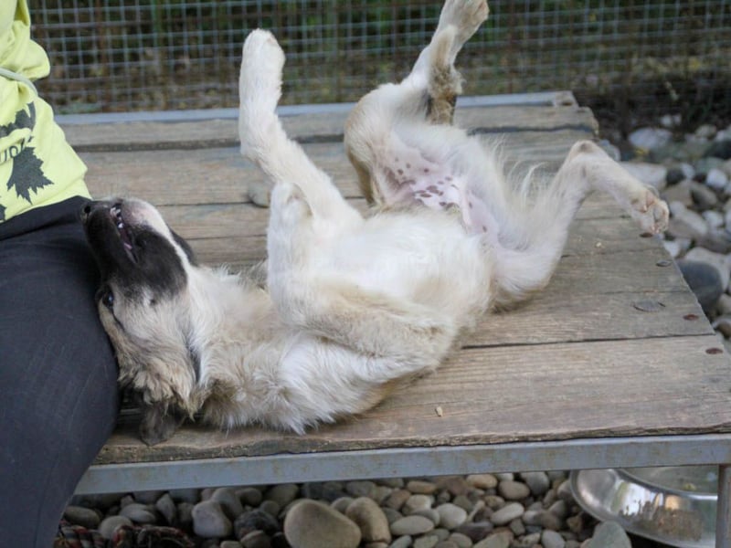Gut gelaunter FRITZI sucht liebevolles Zuhause