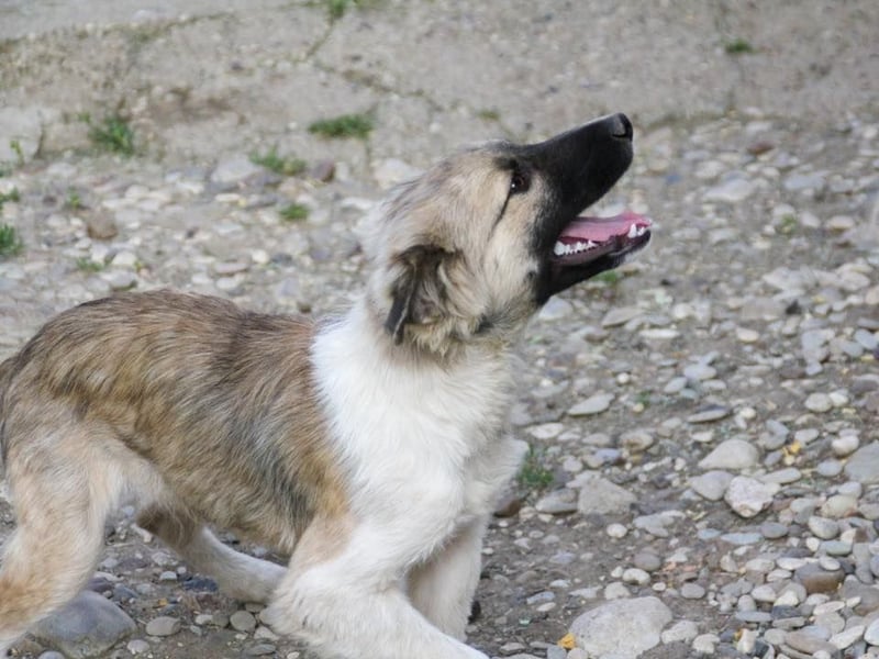 Gut gelaunter FRITZI ist ein charmanter und lustiger Hundebub