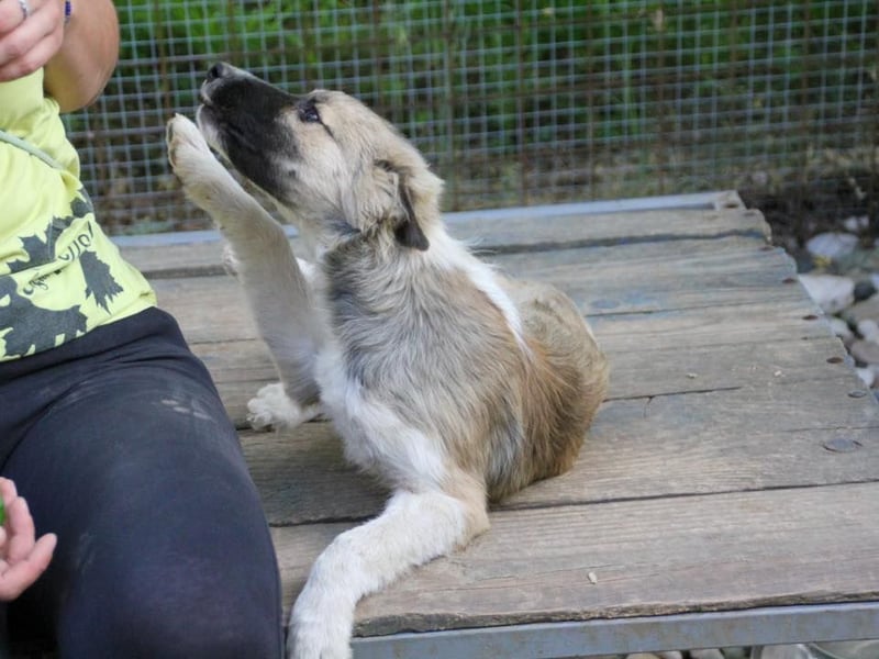 Gut gelaunter FRITZI ist ein charmanter und lustiger Hundebub
