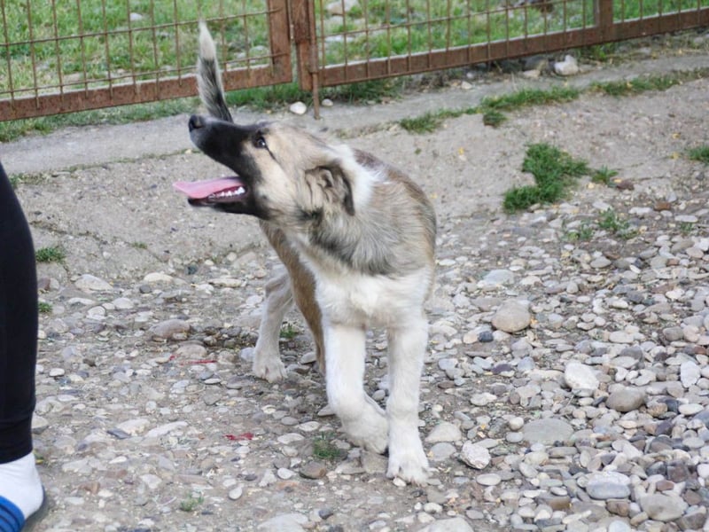 Gut gelaunter FRITZI sucht liebevolles Zuhause