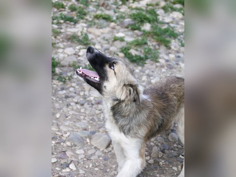 Gut gelaunter FRITZI ist ein charmanter und lustiger Hundebub