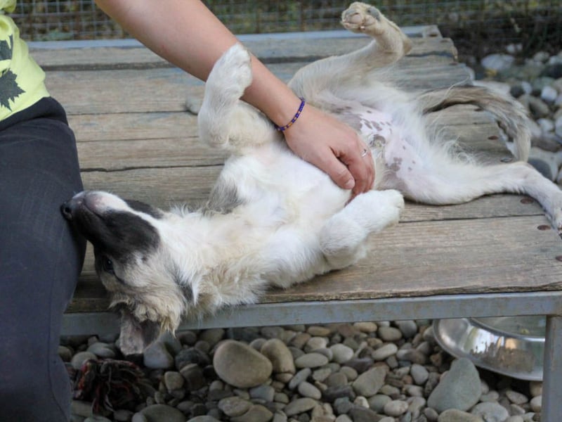 Gut gelaunter FRITZI sucht liebevolles Zuhause