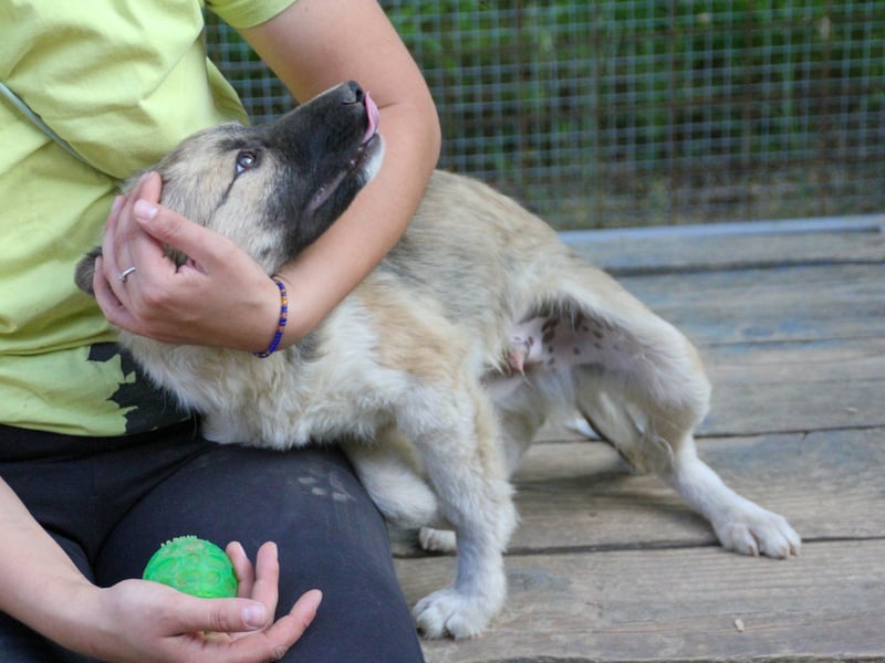 Gut gelaunter FRITZI ist ein charmanter und lustiger Hundebub