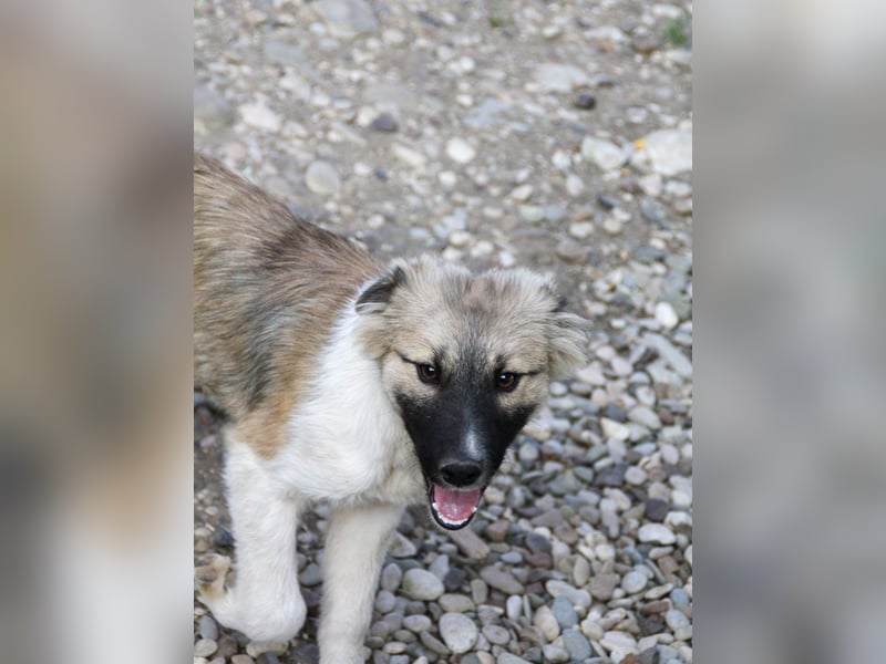 Gut gelaunter FRITZI ist ein charmanter und lustiger Hundebub