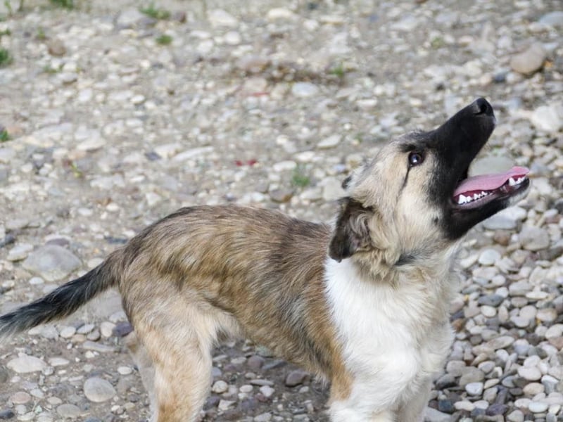 Gut gelaunter FRITZI ist ein charmanter und lustiger Hundebub