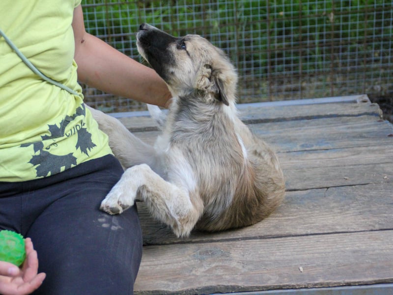 Gut gelaunter FRITZI ist ein charmanter und lustiger Hundebub