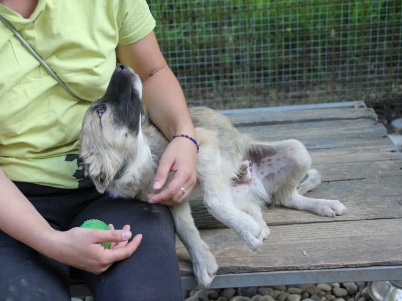 Gut gelaunter FRITZI ist ein charmanter und lustiger Hundebub