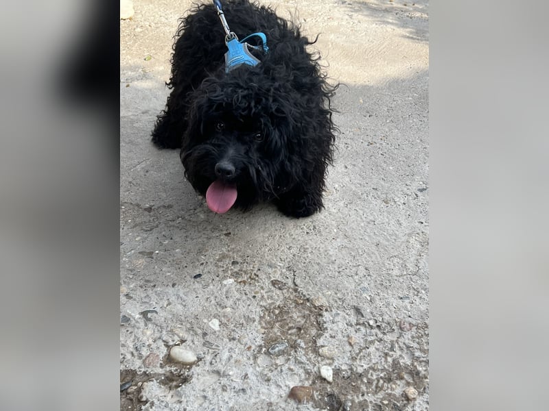 Charlie - unser liebenswerter Wuschel