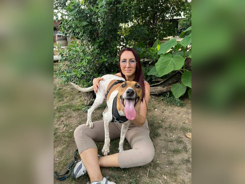 Djole - unser Traum auf vier Pfoten