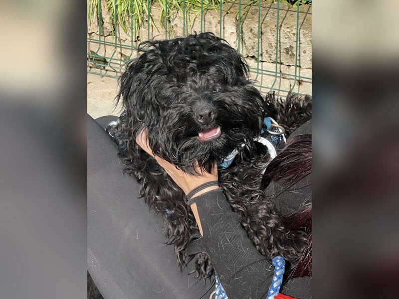 Charlie - unser liebenswerter Wuschel