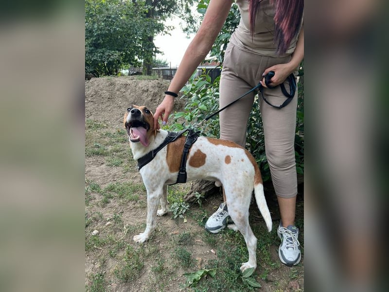 Djole - unser Traum auf vier Pfoten