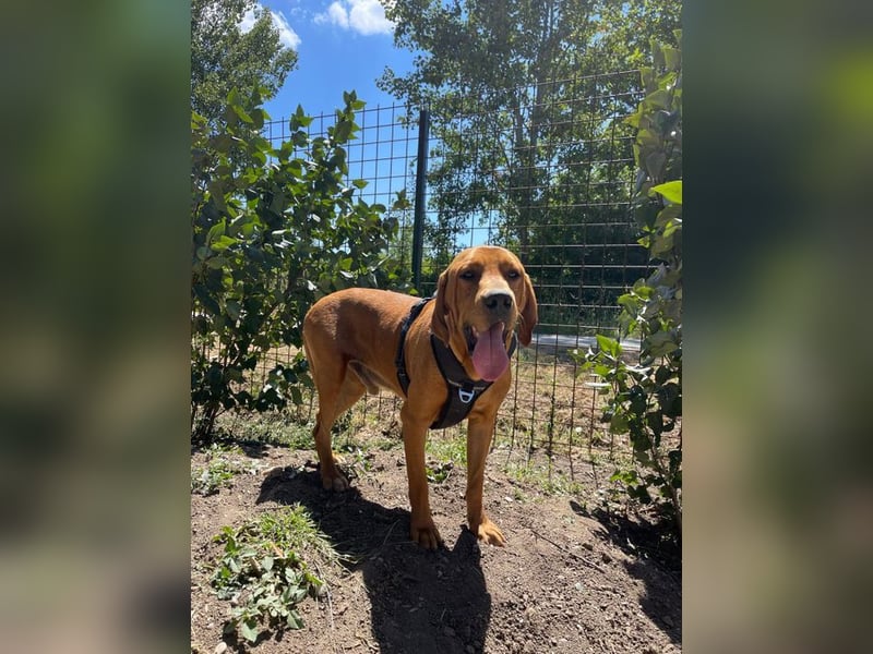 Eddy - unser liebevoller Riese