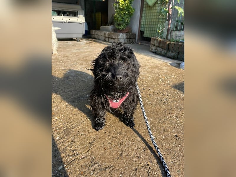 Charlie - unser liebenswerter Wuschel