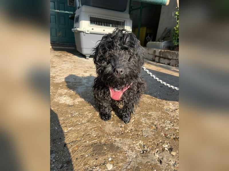 Charlie - unser liebenswerter Wuschel