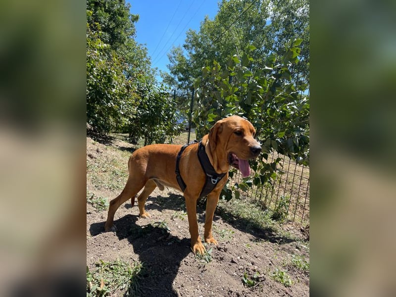Eddy - unser liebevoller Riese