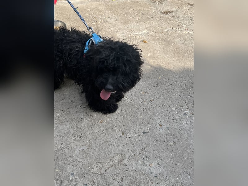 Charlie - unser liebenswerter Wuschel