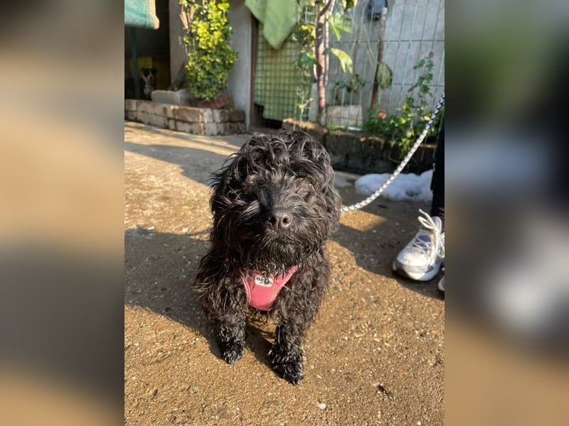 Charlie - unser liebenswerter Wuschel