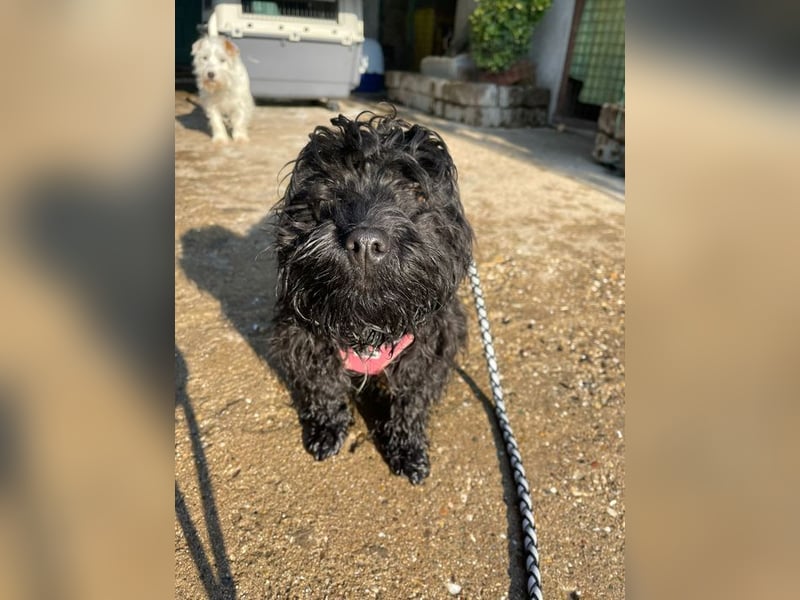 Charlie - unser liebenswerter Wuschel