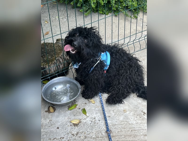 Charlie - unser liebenswerter Wuschel