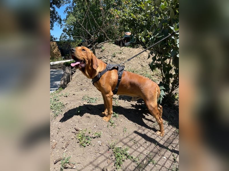 Eddy - unser liebevoller Riese